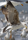 juvenile LBBG in October, ringed in Norway. (131273 bytes)