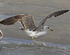 juvenile LBBG in October, ringed in Norway. (131273 bytes)