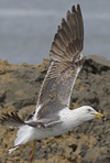 juvenile LBBG in October, ringed in Norway. (131273 bytes)