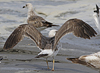 juvenile LBBG in October, ringed in Norway. (131273 bytes)