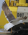 juvenile LBBG in October, ringed in Norway. (131273 bytes)