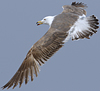 juvenile LBBG in October, ringed in Norway. (131273 bytes)