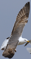 juvenile LBBG in October, ringed in Norway. (131273 bytes)