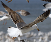 juvenile LBBG in October, ringed in Norway. (131273 bytes)