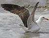 juvenile LBBG in October, ringed in Norway. (131273 bytes)