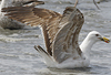 juvenile LBBG in October, ringed in Norway. (131273 bytes)