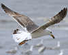 juvenile LBBG in October, ringed in Norway. (131273 bytes)