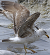 juvenile LBBG in October, ringed in Norway. (131273 bytes)