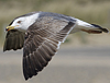 juvenile LBBG in October, ringed in Norway. (131273 bytes)