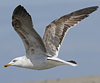 juvenile LBBG in October, ringed in Norway. (131273 bytes)