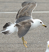 juvenile LBBG in October, ringed in Norway. (131273 bytes)