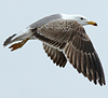 juvenile LBBG in October, ringed in Norway. (131273 bytes)