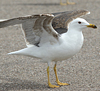 juvenile LBBG in October, ringed in Norway. (131273 bytes)