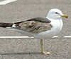 juvenile LBBG in October, ringed in Norway. (131273 bytes)