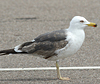 juvenile LBBG in October, ringed in Norway. (131273 bytes)