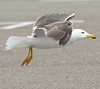 juvenile LBBG in October, ringed in Norway. (131273 bytes)