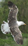 juvenile LBBG in October, ringed in Norway. (131273 bytes)