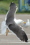 juvenile LBBG in October, ringed in Norway. (131273 bytes)