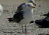 3cy intermedius in June, ringed in Norway. (64435 bytes)