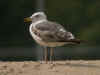 3cy LBBG graellsii in July, ringed in the Netherlands. (68419 bytes)