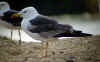 3cy LBBG graellsii in July, ringed in the Netherlands. (142178 bytes)