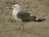 3cy graellsii LBBG in June, ringed in the Netherlands. (135385 bytes)