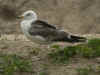 3cy LBBG graellsii in July, ringed in Belgium. (121234 bytes)