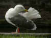 3cy graellsii LBBG in June, ringed in the Netherlands. (100728 bytes)