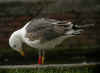 3cy graellsii LBBG in June, ringed in the Netherlands. (92536 bytes)