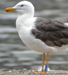 3cy LBBG intermedius in July & August, ringed in Norway. (73514 bytes)