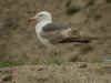 3cy LBBG graellsii in July, ringed in Belgium. (91360 bytes)