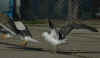 3cy LBBG graellsii in July, ringed in the Netherlands. (91524 bytes)