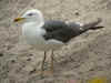 3cy LBBG graellsii in July, ringed in the Netherlands. (99165 bytes)
