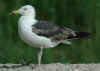 3cy LBBG graellsii in July, ringed in the Netherlands. (102962 bytes)
