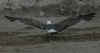 3cy LBBG graellsii in July, ringed in the Netherlands. (84568 bytes)
