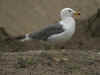 3cy graellsii LBBG in June, ringed in the Netherlands. (88149 bytes)