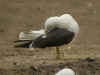 3cy graellsii LBBG in June, ringed in the Netherlands. (85566 bytes)