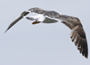 3cy graellsii LBBG in June, ringed in the Netherlands. (135385 bytes)