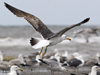 3cy graellsii LBBG in June, ringed in the Netherlands. (135385 bytes)