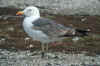 3cy LBBG graellsii in July, ringed in the U.K. (123213 bytes)