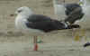 3cy graellsii in September, ringed in the Netherlands. (82981 bytes)
