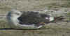 3cy LBBG intermedius in September, ringed in Norway. (64191 bytes)