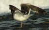 adult LBBG intermedius in September, ringed in Norway. (81404 bytes)