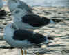 3cy LBBG intermedius, ringed in Sweden. (93351 bytes)