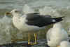 3cy LBBG intermedius, ringed in Denmark. (83998 bytes)