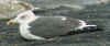7573.jpg (87798 bytes)