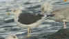7596.jpg (76467 bytes)