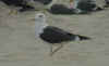 3cy LBBG intermedius, ringed in Denmark. (45716 bytes)