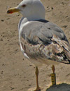3cy graellsii LBBG in June, ringed in the Netherlands. (85566 bytes)