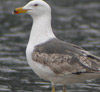 3cy graellsii LBBG in June, ringed in the Netherlands. (85566 bytes)